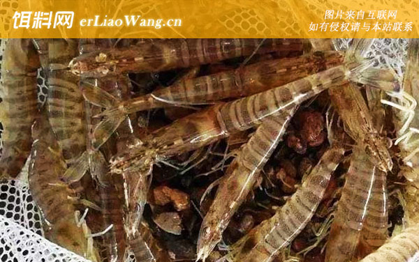 日本对虾:分布范围