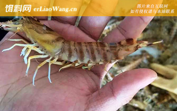 日本对虾:生活习性