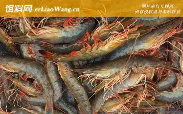 中国对虾:物种论述