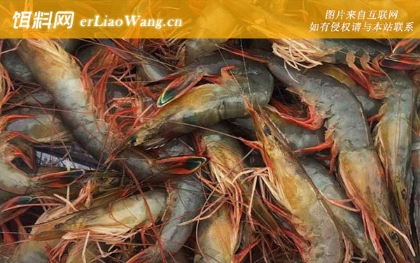 中国对虾:分布范围