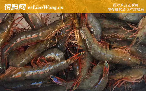 中国对虾:生活习性