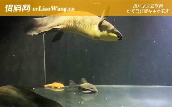 澳洲肺鱼:分布范围