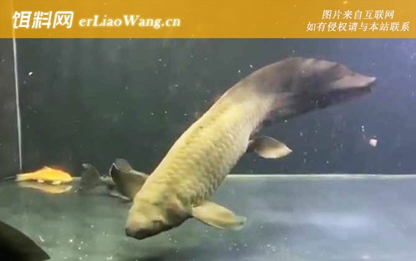 澳洲肺鱼:生活习性