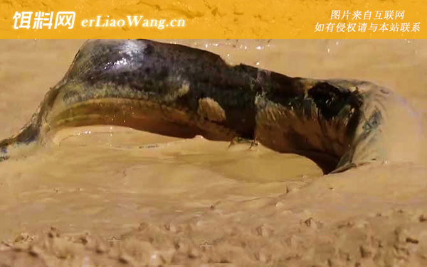 非洲肺鱼:生活习性