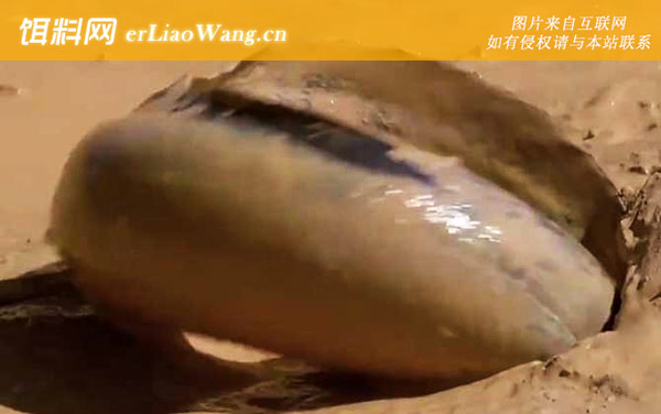 非洲肺鱼是什么鱼-种类划分