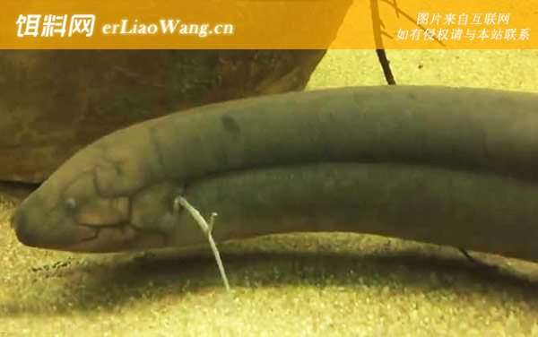 南美肺鱼:生活习性