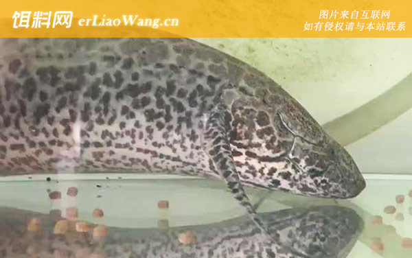 维多利亚肺鱼:分布范围