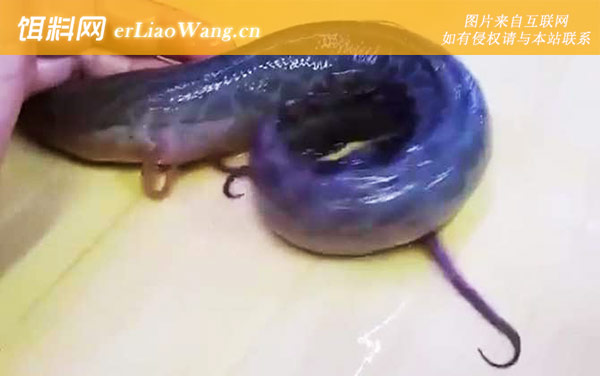 维多利亚肺鱼:生活习性