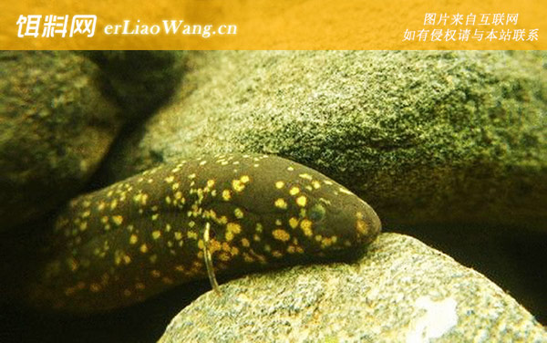 星点肺鱼:分布范围