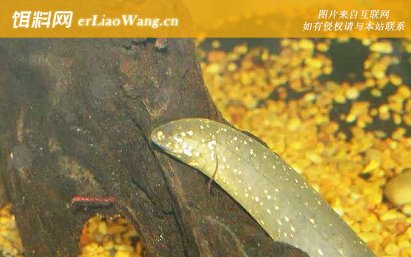 星点肺鱼:生活习性