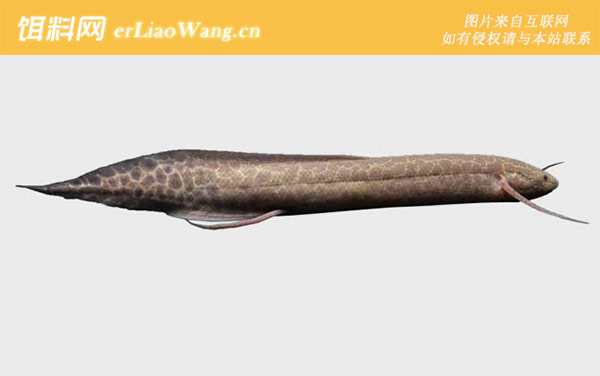 东非肺鱼:石花肺鱼