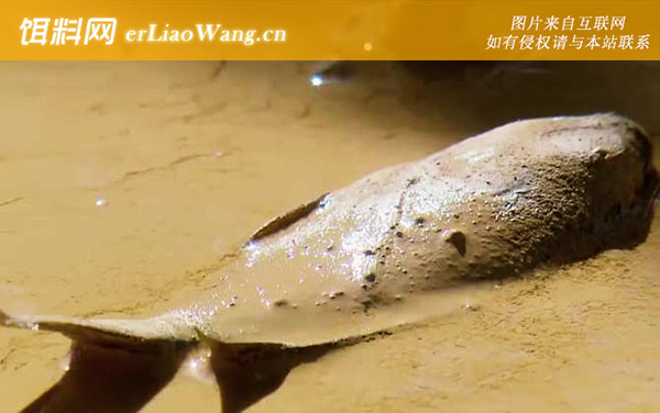 东非肺鱼:东非肺鱼