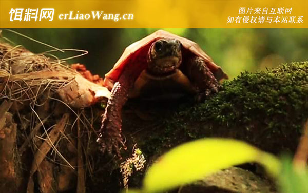 枫叶龟:分布范围