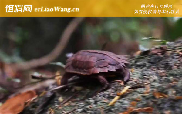 枫叶龟:生活习性