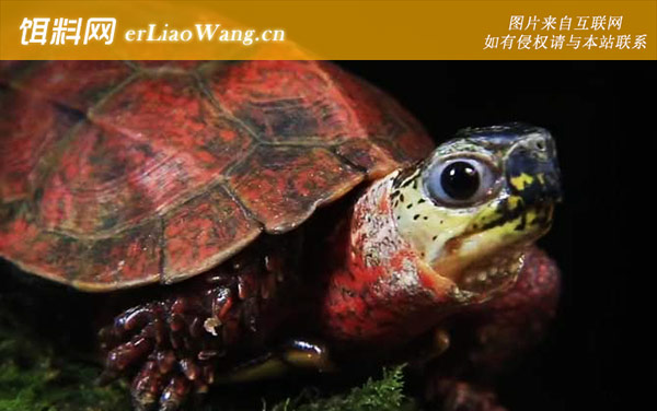 枫叶龟:保护级别