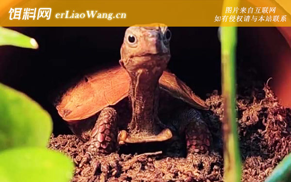 枫叶龟:生活习性