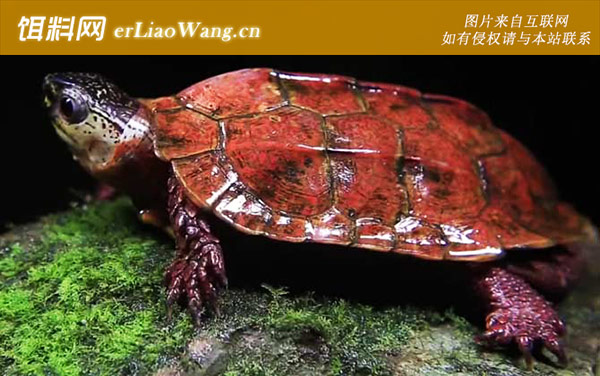 枫叶龟:饲养方法