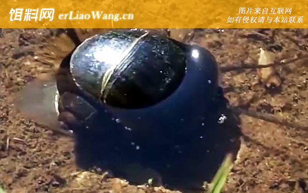 福寿螺:分布范围