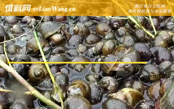 福寿螺:生活习性