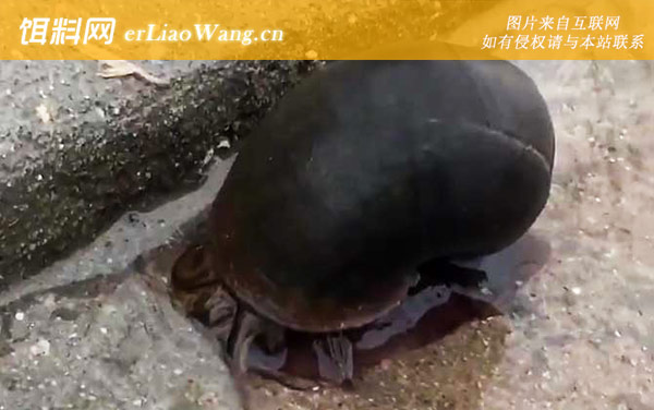 福寿螺:食用论述