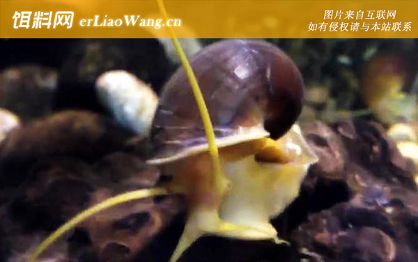 福寿螺:分布范围