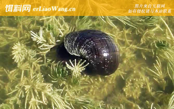 福寿螺:生活习性