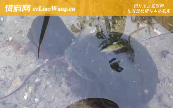 福寿螺:生活习性