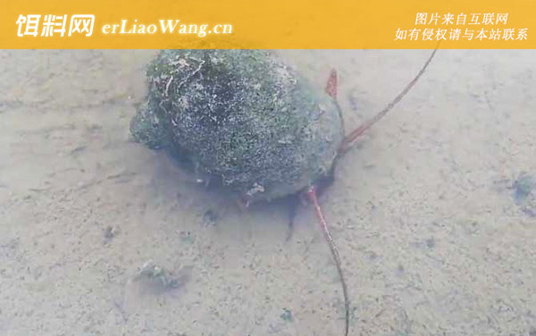 福寿螺:繁殖方式