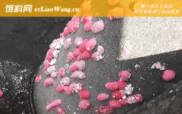 福寿螺卵是什么样子的-物种对比