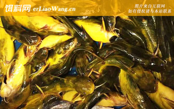 嘎鱼养殖技术及病害防治-饲料投喂