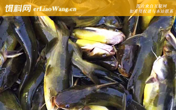 嘎鱼养殖:病害防治