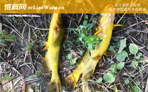 钓嘎鱼:钓具搭配