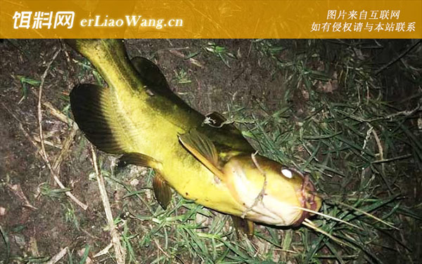 钓嘎鱼:钓法技巧