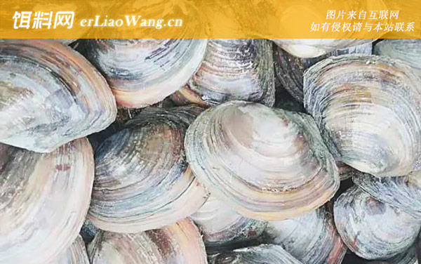 河蚌:代表物种