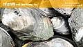 《河蚌吃什么食物?》封面图