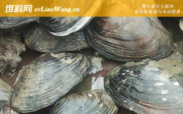 河蚌吃什么食物-栖息环境