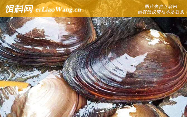 河蚌:营养价值