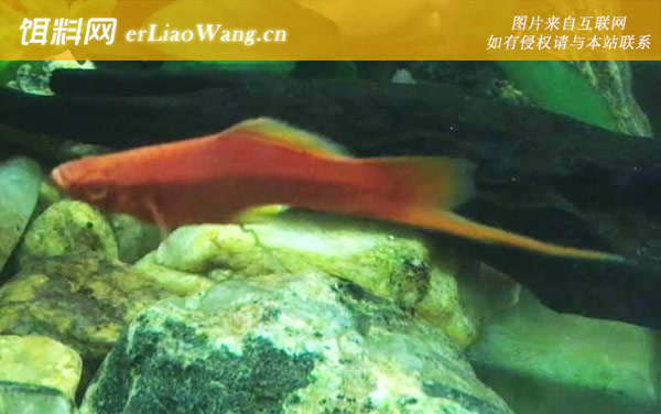 红箭鱼:分布范围