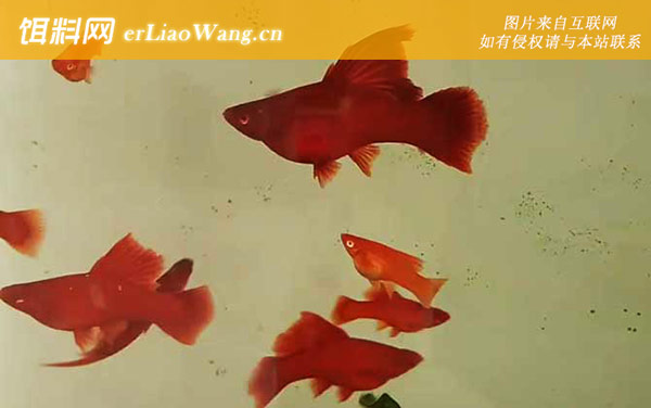 红箭鱼:生活习性