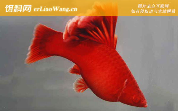 高旗红箭鱼:生活习性