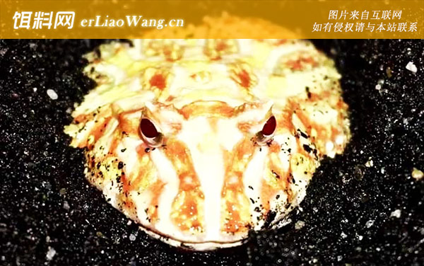 角蛙:摄食习性