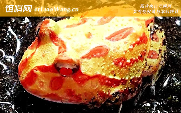 角蛙吃什么食物-栖息环境