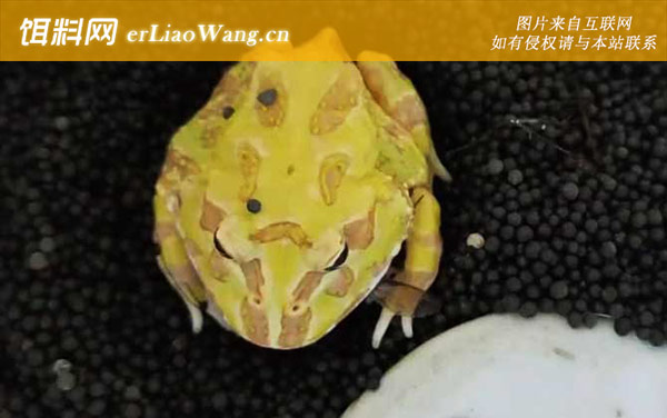 黄金角蛙:生活习性