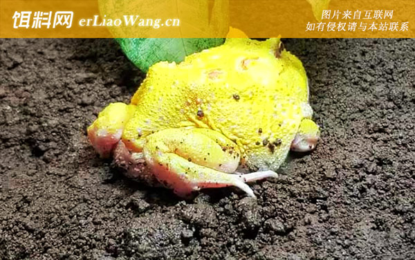 黄金角蛙:寿命长短