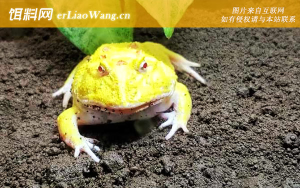 黄金角蛙:饲养方法