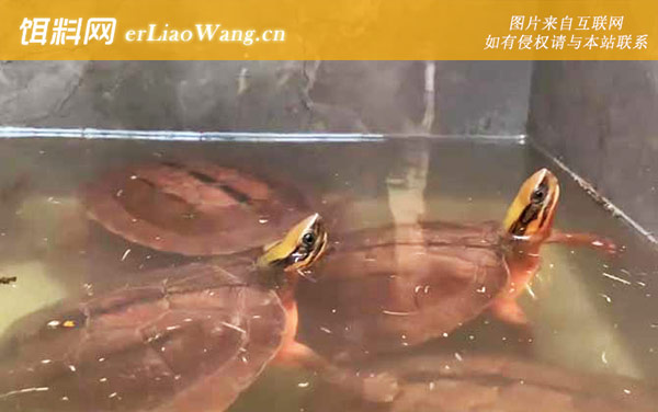 金钱龟:生活习性