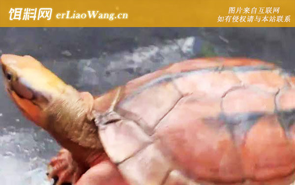 金钱龟:水质条件