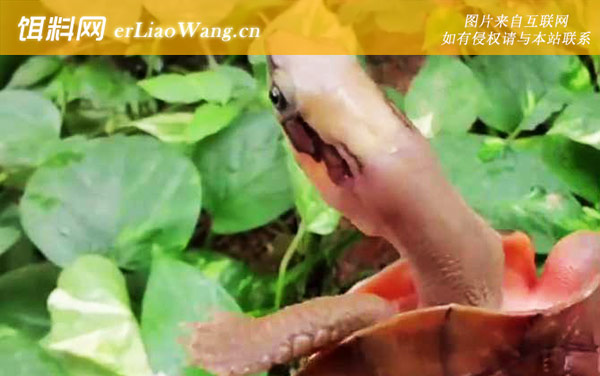 金钱龟:定期换水