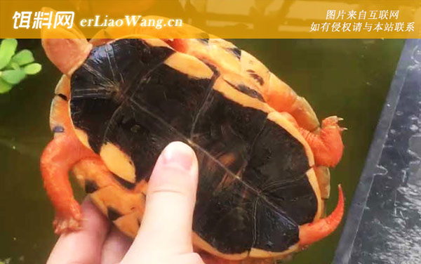 金钱龟:保护级别