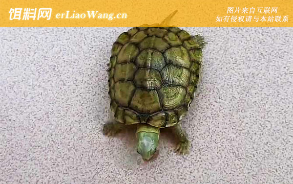 石金钱龟:分布范围